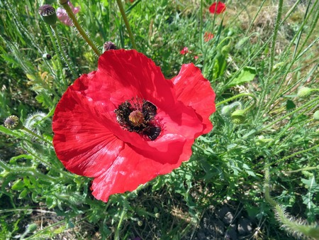 red poppies bloomed in summer in the fieldの写真素材