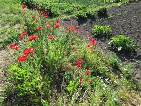red poppies bloomed in summer in the fieldの写真素材