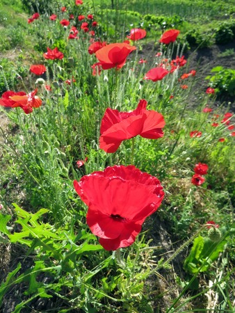 red poppies bloomed in summer in the fieldの写真素材