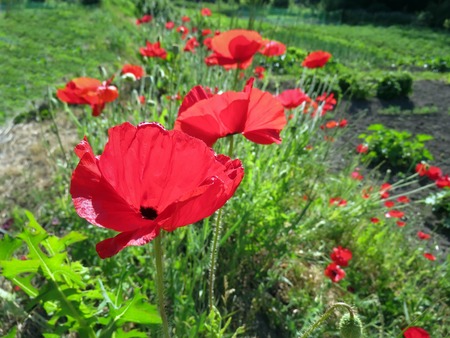 red poppies bloomed in summer in the fieldの写真素材