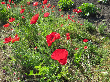red poppies bloomed in summer in the fieldの写真素材