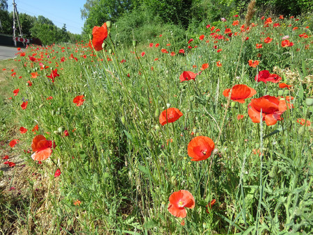 red poppies bloomed in summer in the fieldの写真素材