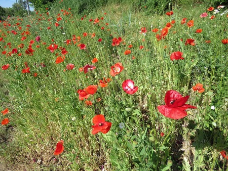 red poppies bloomed in summer in the fieldの写真素材