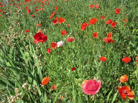 red poppies bloomed in summer in the fieldの写真素材