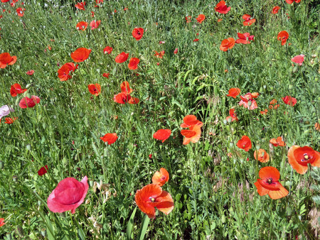 red poppies bloomed in summer in the fieldの写真素材