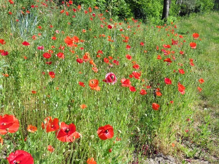 red poppies bloomed in summer in the fieldの写真素材