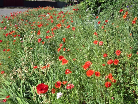 red poppies bloomed in summer in the fieldの写真素材