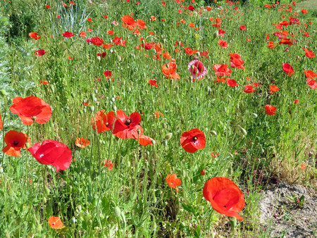 red poppies bloomed in summer in the fieldの写真素材
