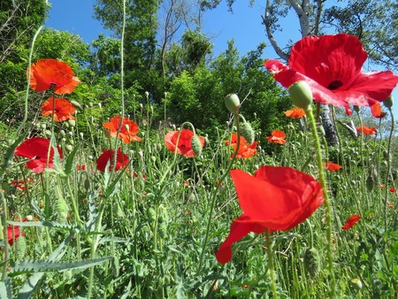 red poppies bloomed in summer in the fieldの写真素材