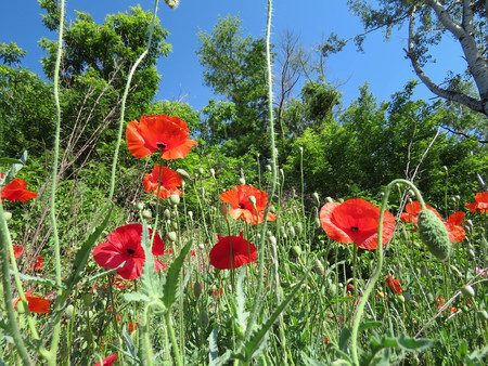 red poppies bloomed in summer in the fieldの写真素材