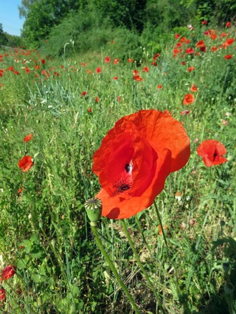 red poppies bloomed in summer in the fieldの写真素材