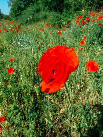 red poppies bloomed in summer in the fieldの写真素材