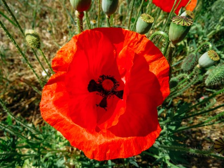red poppies bloomed in summer in the fieldの写真素材