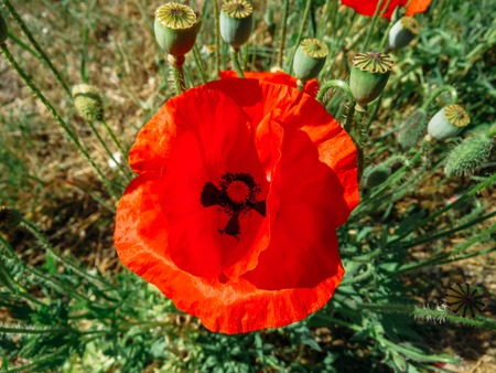red poppies bloomed in summer in the fieldの写真素材