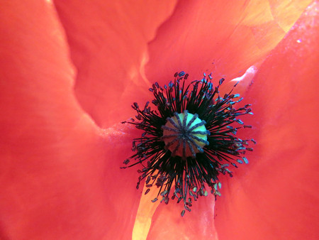 red poppies bloomed in summer in the fieldの写真素材
