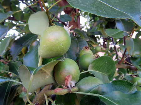 pears grow on a tree in the summer in the gardenの写真素材