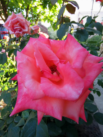 blooming roses in the garden in summerの写真素材