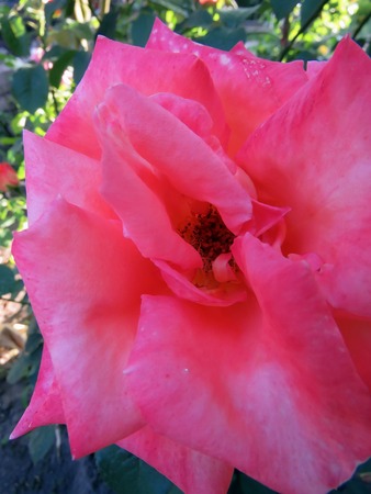 blooming roses in the garden in summerの写真素材