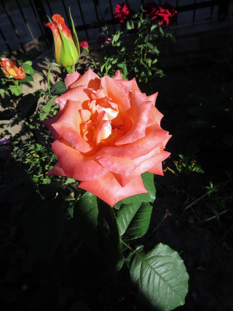 blooming roses in the garden in summerの写真素材