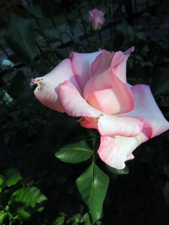 blooming roses in the garden in summerの写真素材