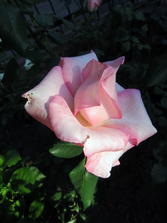 blooming roses in the garden in summerの写真素材
