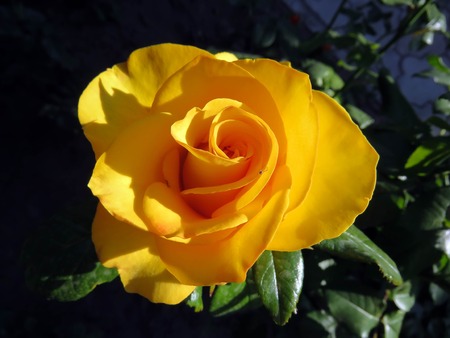 blooming roses in the garden in summerの写真素材