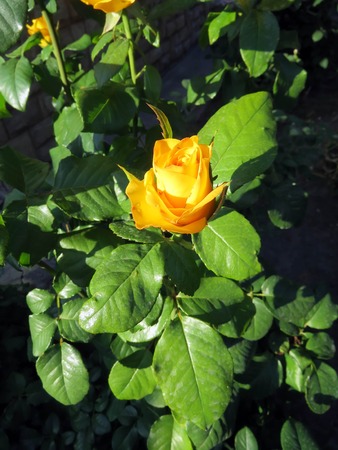 blooming roses in the garden in summerの写真素材