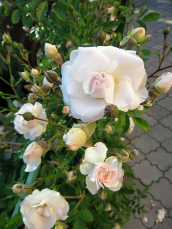 blooming roses in the garden in summerの写真素材