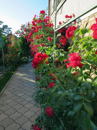 blooming roses in the garden in summerの写真素材