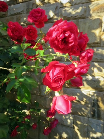 blooming roses in the garden in summerの写真素材