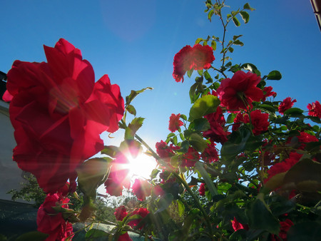 blooming roses in the garden in summerの写真素材
