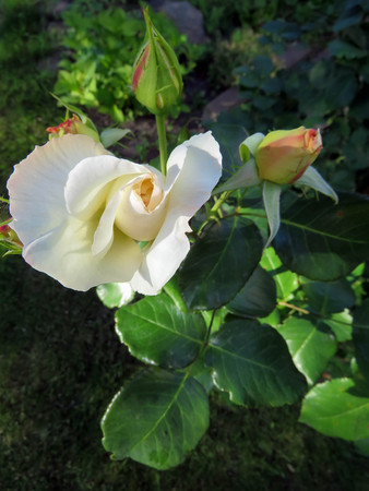 blooming roses in the garden in summerの写真素材
