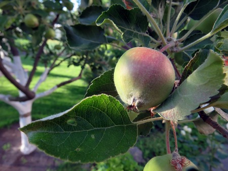 apples grow on a tree in summerの写真素材