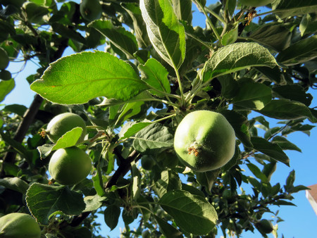apples grow on a tree in summerの写真素材