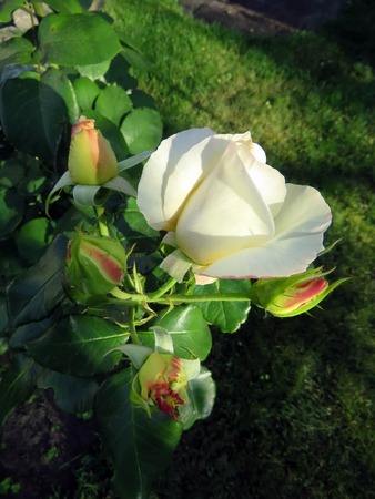 blooming roses in the garden in summerの写真素材