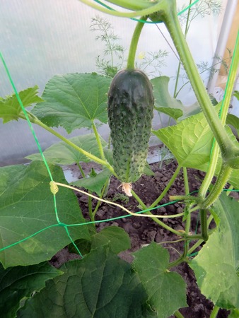 cucumber on a branch in a greenhouse in summerの写真素材