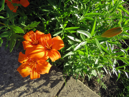 the orange lily in the rays of the setting sunの写真素材