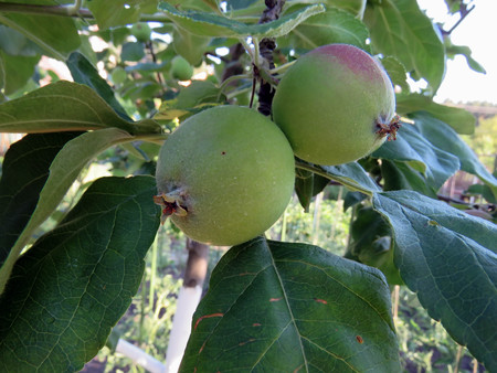 apples grow on a tree in summerの写真素材