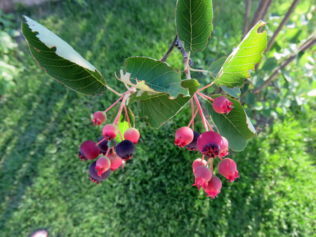 pink berries on a tree in the summerの写真素材