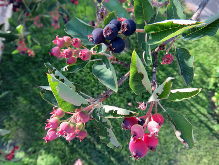 pink berries on a tree in the summerの写真素材