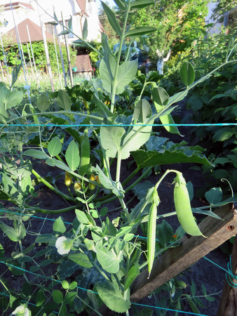 peas blossom and ripen in the summer seasonの写真素材
