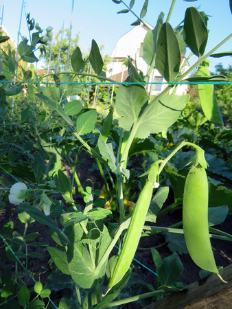peas blossom and ripen in the summer seasonの写真素材