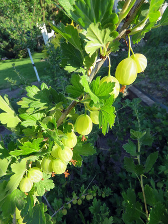 bush of gooseberry with berries in the gardenの写真素材
