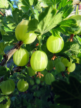bush of gooseberry with berries in the gardenの写真素材