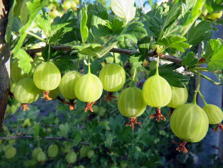 bush of gooseberry with berries in the gardenの写真素材