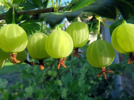 bush of gooseberry with berries in the gardenの写真素材