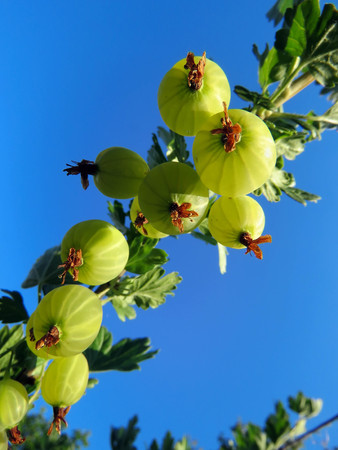 bush of gooseberry with berries in the gardenの写真素材