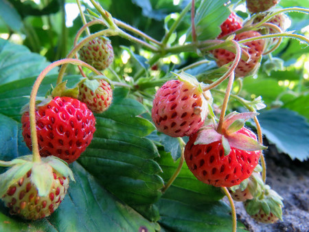 berries of juicy red strawberries on the bedの写真素材
