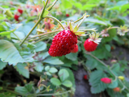 berries of juicy red strawberries on the bedの写真素材