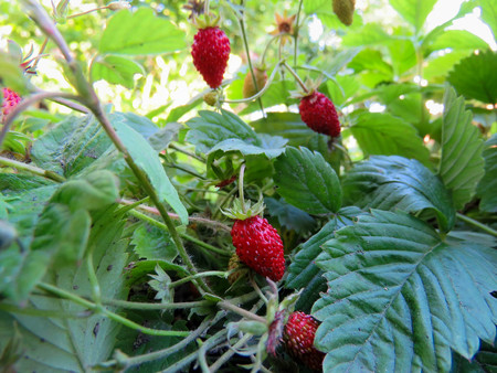 berries of juicy red strawberries on the bedの写真素材